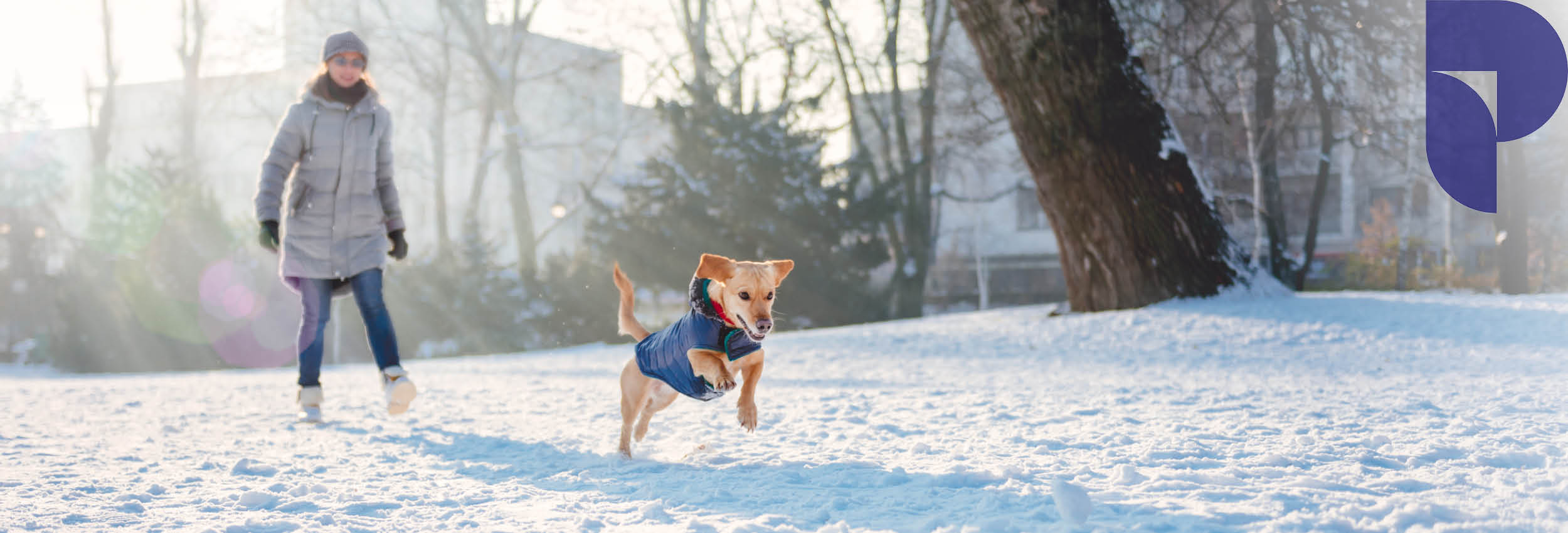 Person chasing dog in the snow 